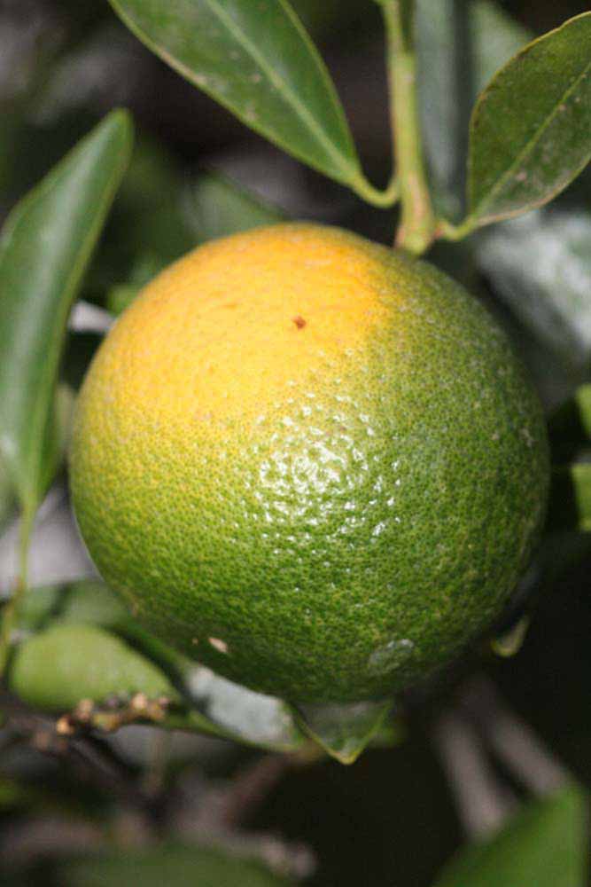            Immature fruit (Riverside, CA)   